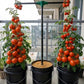 Tomato Tornado