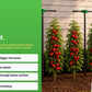Tomato Tornado