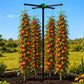 Tomato Tornado