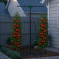 Tomato Tornado